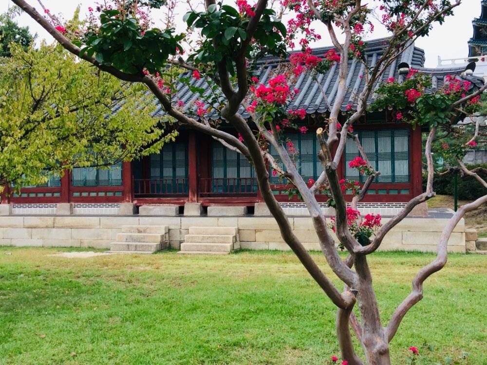 Updated ancient korean building with pink-flowered tree in forefront
